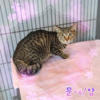 믹스묘 이미지 파일 입니다.